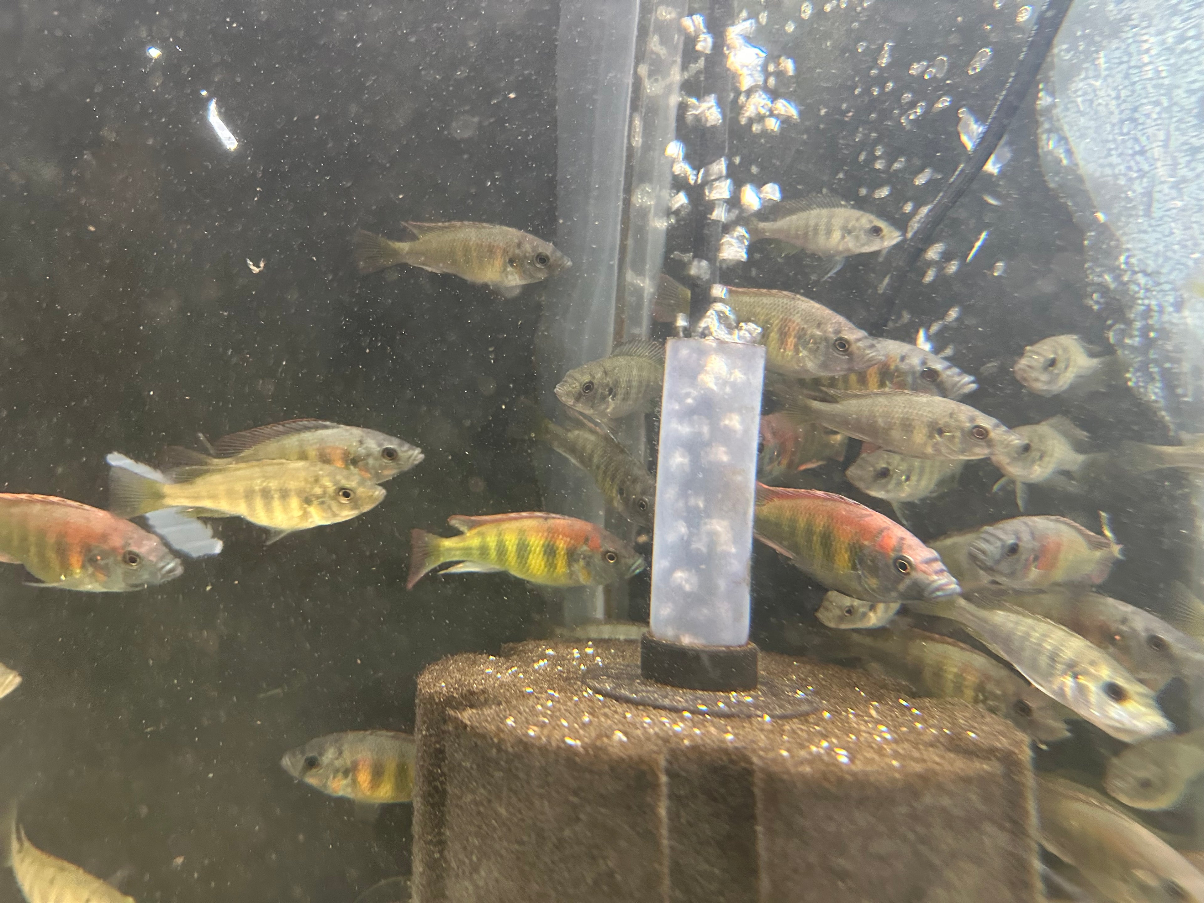 Kyoga Flameback Cichlid Xystichromis sp. swimming in a home aquarium with air bubbles and substrate