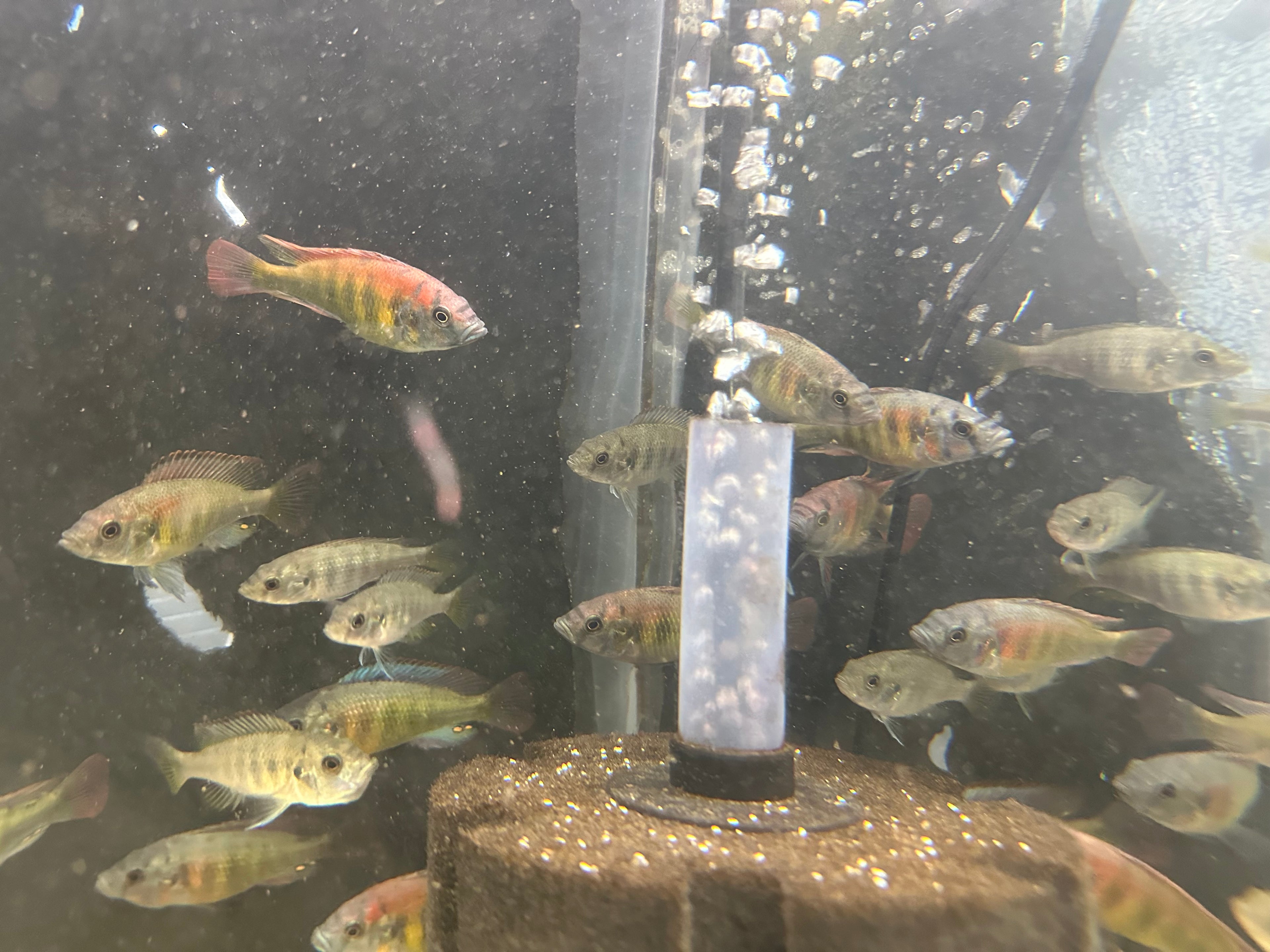 Kyoga Flameback Cichlid Xystichromis sp. swimming in aquarium with bubbles and sandy substrate