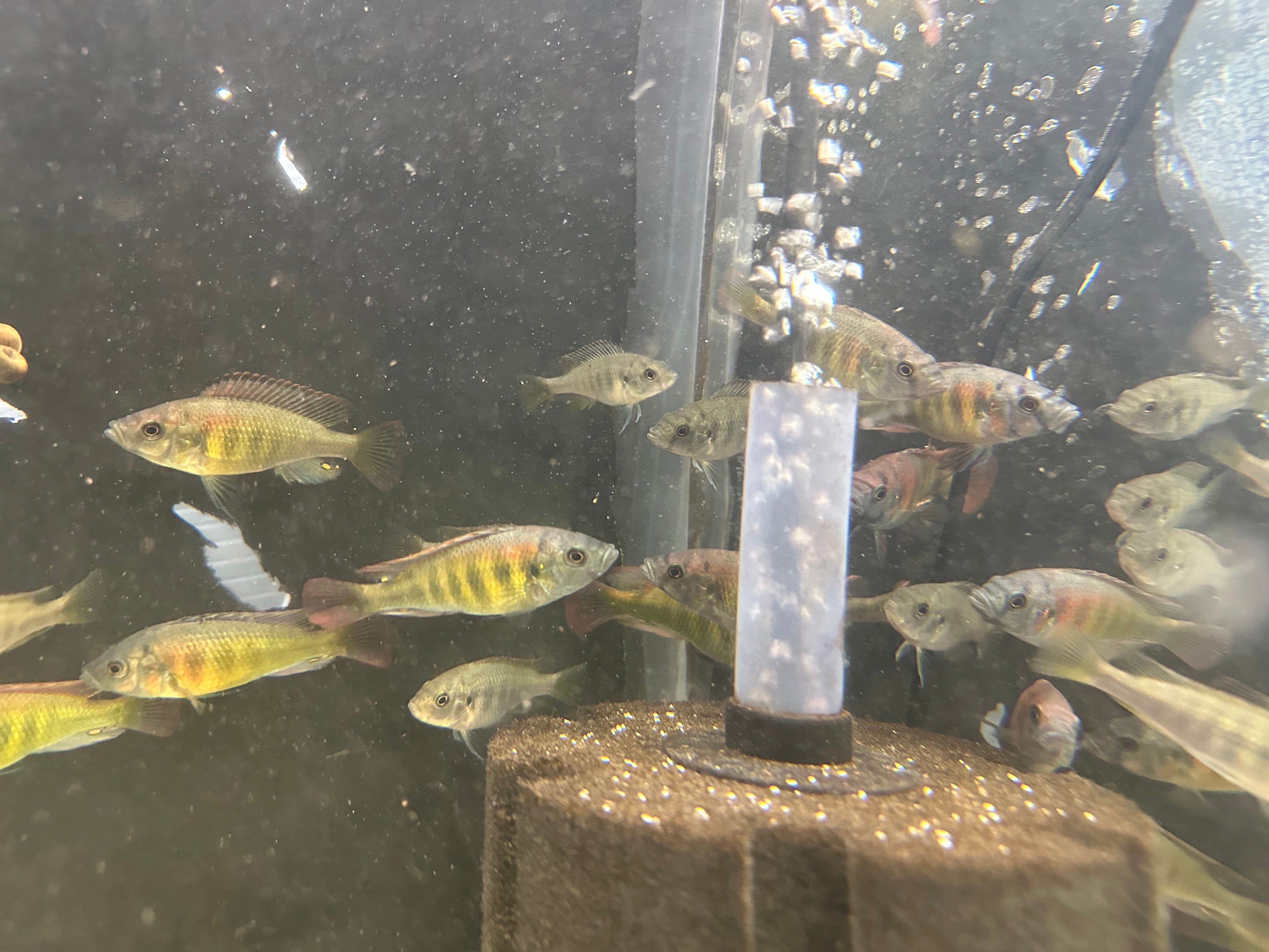 Kyoga Flameback Cichlid Xystichromis sp. swimming in a freshwater aquarium with filtration system