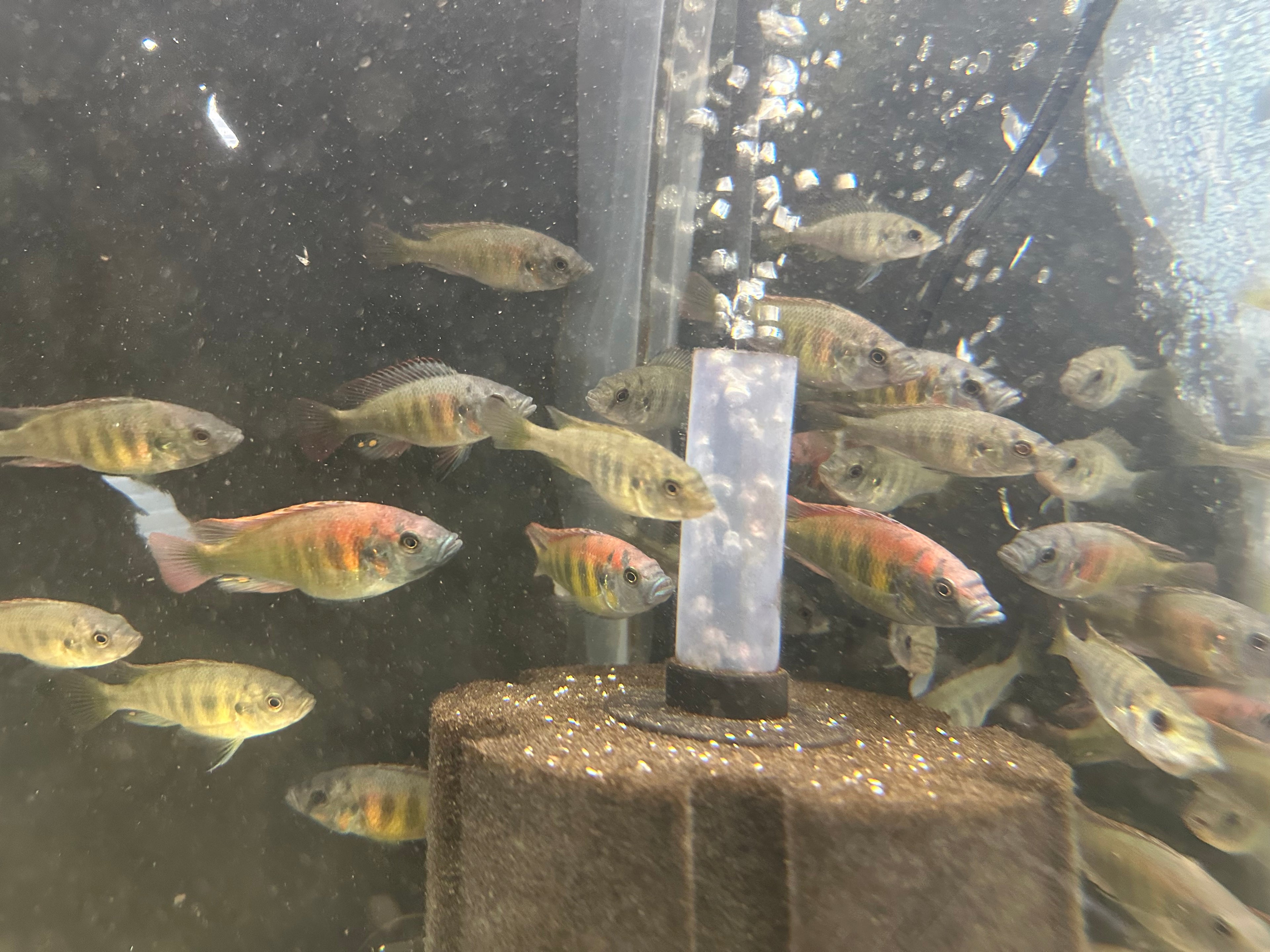 Group of Kyoga Flameback Cichlid Xystichromis sp swimming around aquarium filter from Scallywag's Fish Bowl