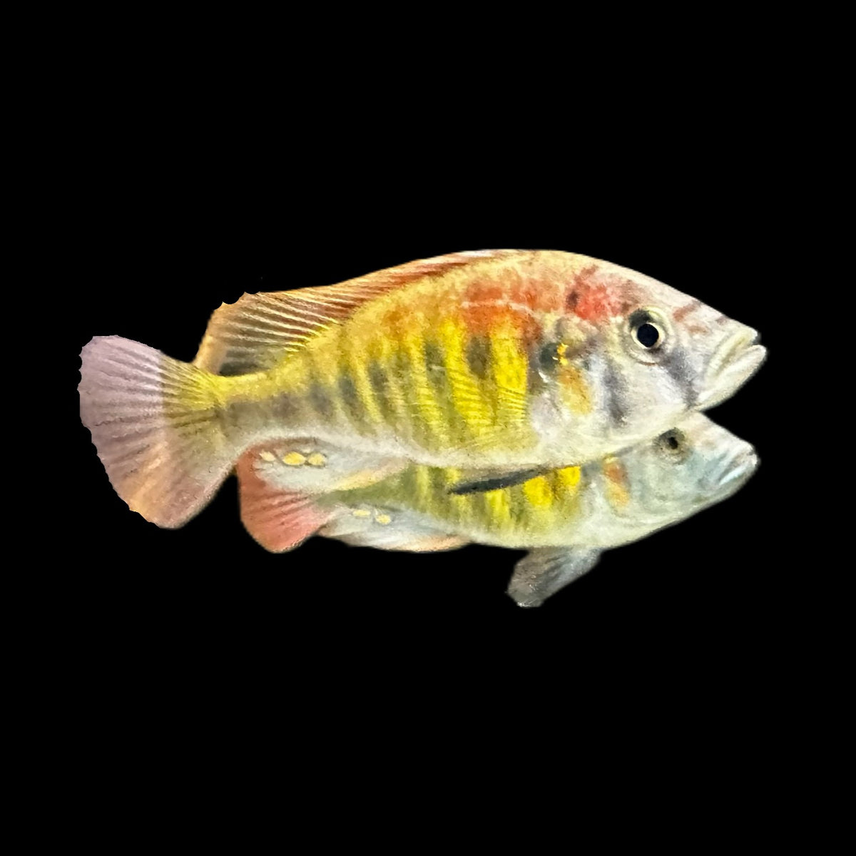 Cichlidé à dos de flamme Kyoga (Xystichromis sp.) | Le bocal à poissons ...