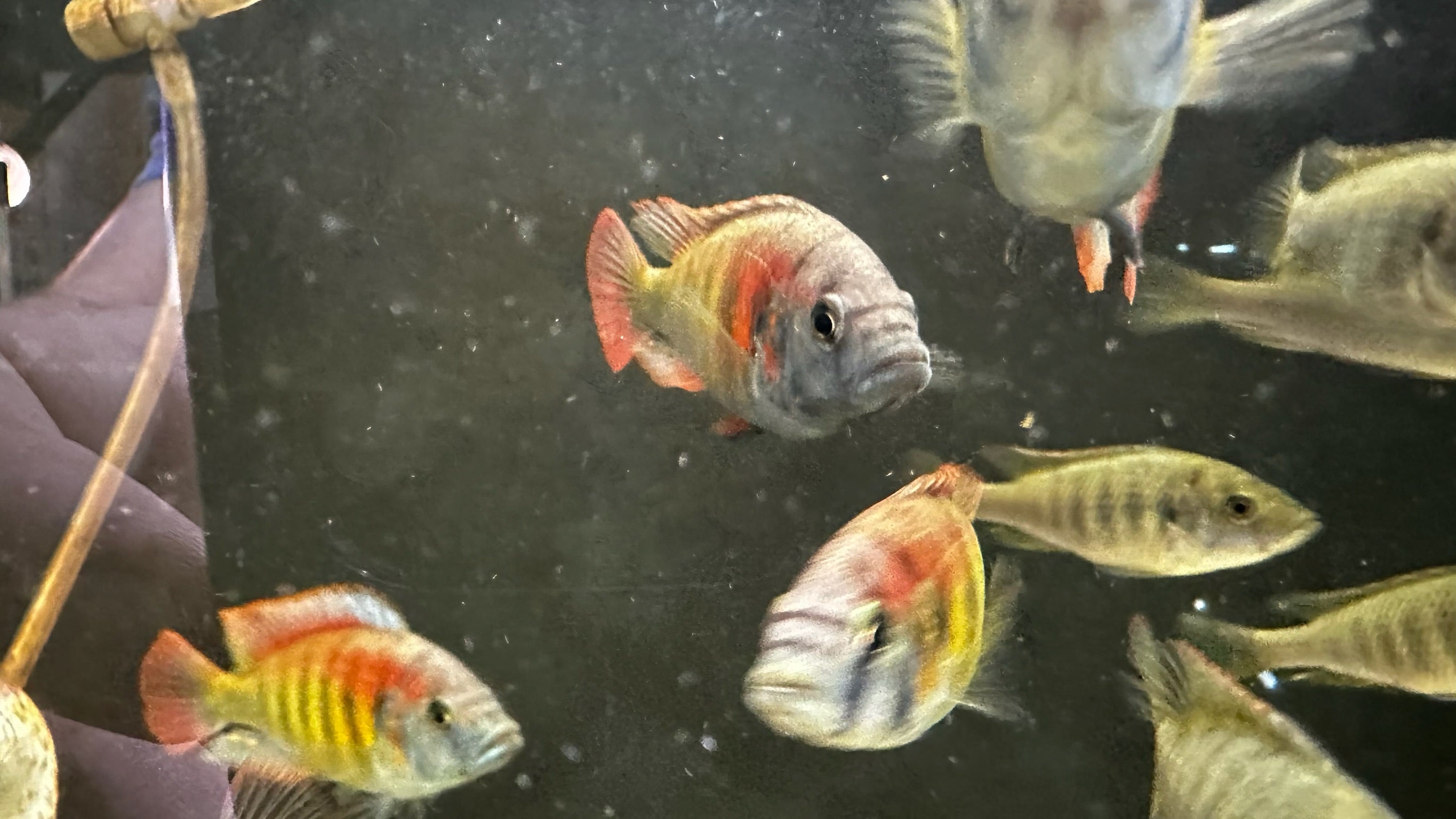 Kyoga Flameback Cichlid (Xystichromis sp.) for Sale