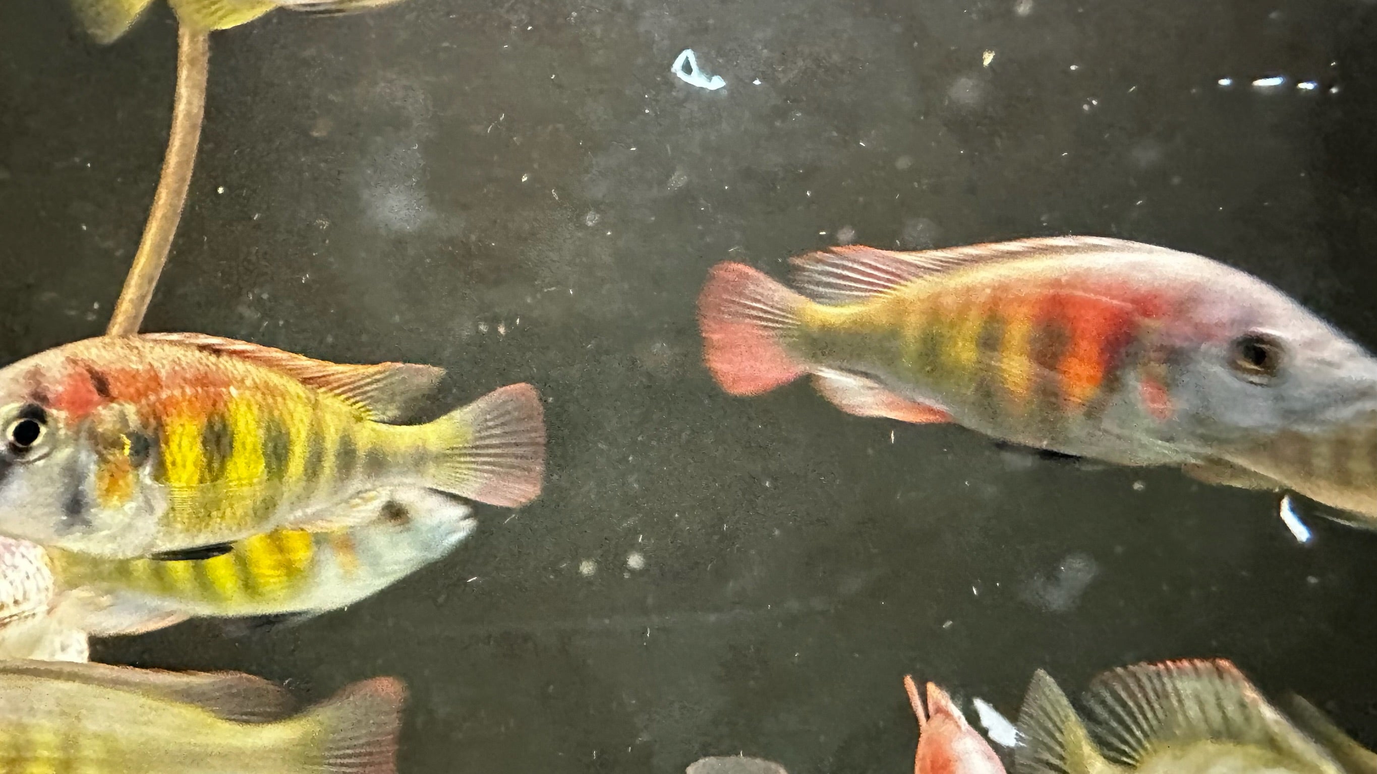 Kyoga Flameback Cichlid (Xystichromis sp.) for Sale