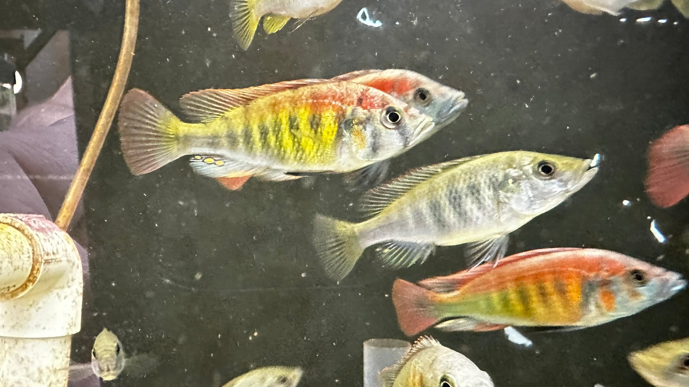 Kyoga Flameback Cichlid (Xystichromis sp.) for Sale