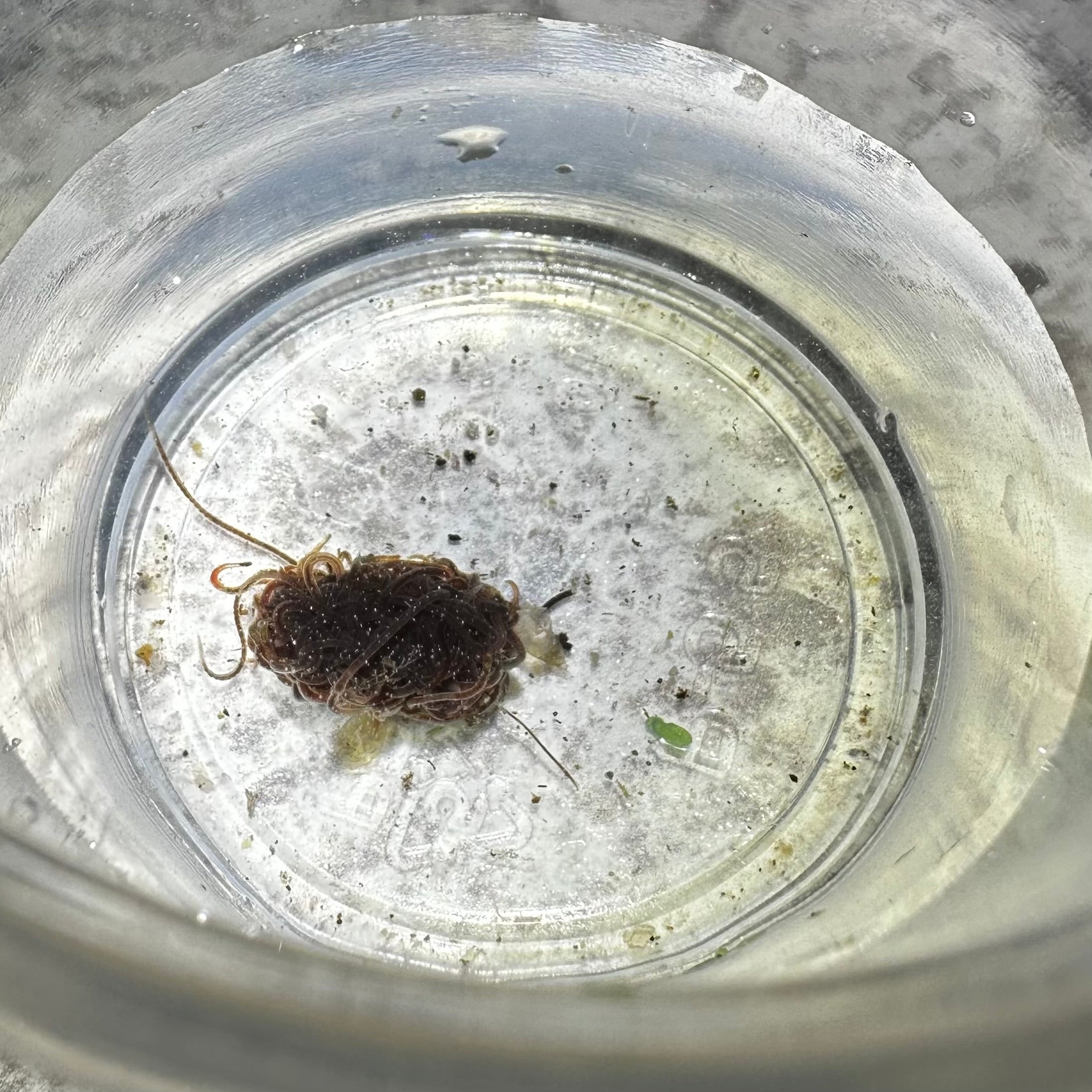 Close-up of live black worm culture floating in a clear container, aquatic culture by Scallywag's Fish Bowl