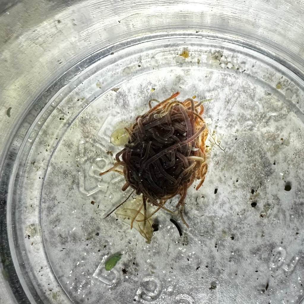 Cluster of live black worm culture in a transparent container for aquarium fish feeding
