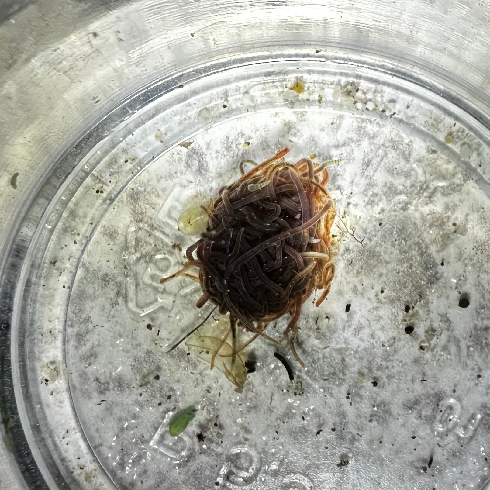 Cluster of live black worm culture in a transparent container for aquarium fish feeding
