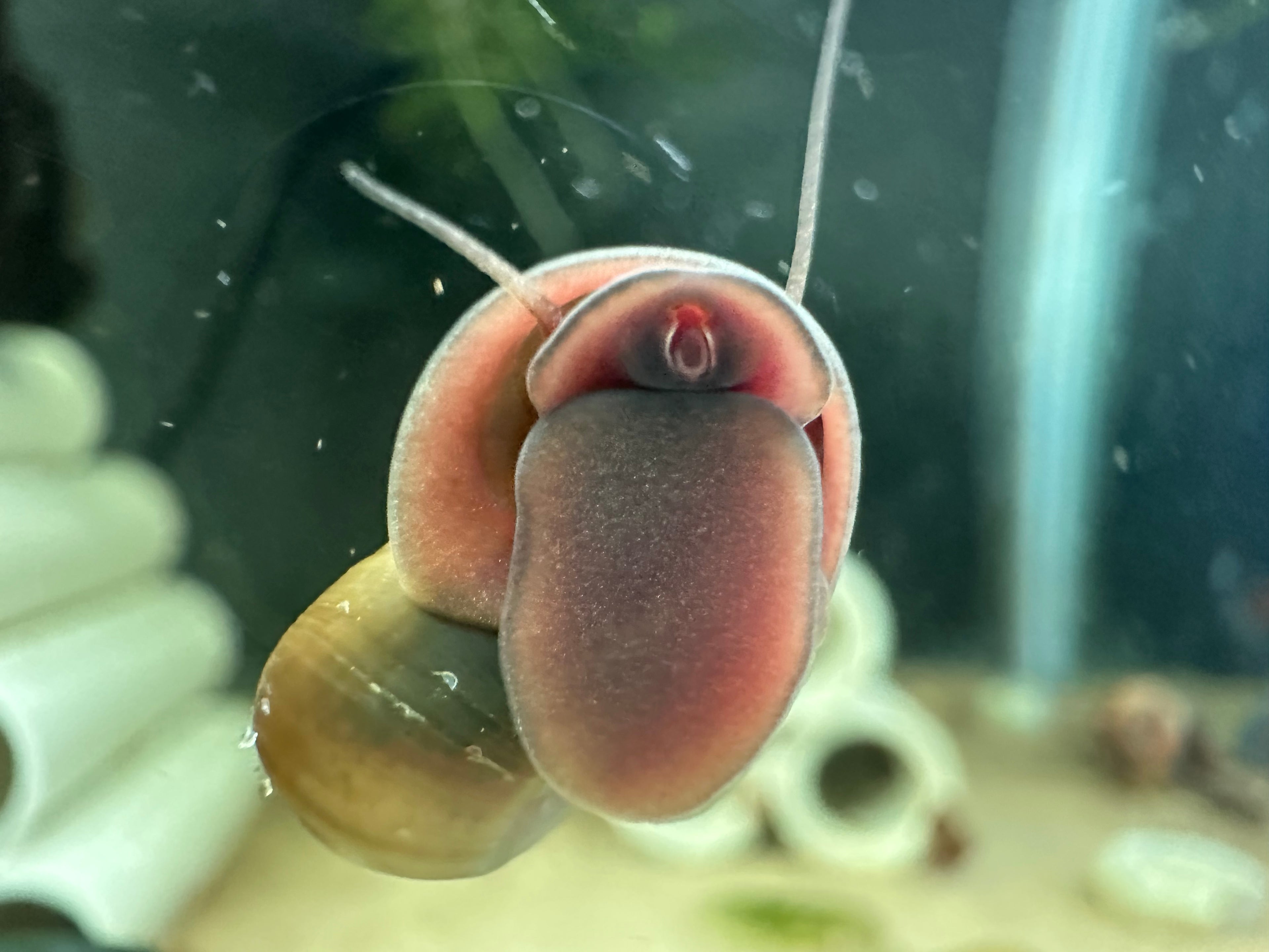 Close-up of live ramshorn snail attached to aquarium glass from Scallywag's Fish Bowl live ramshorn snails for sale