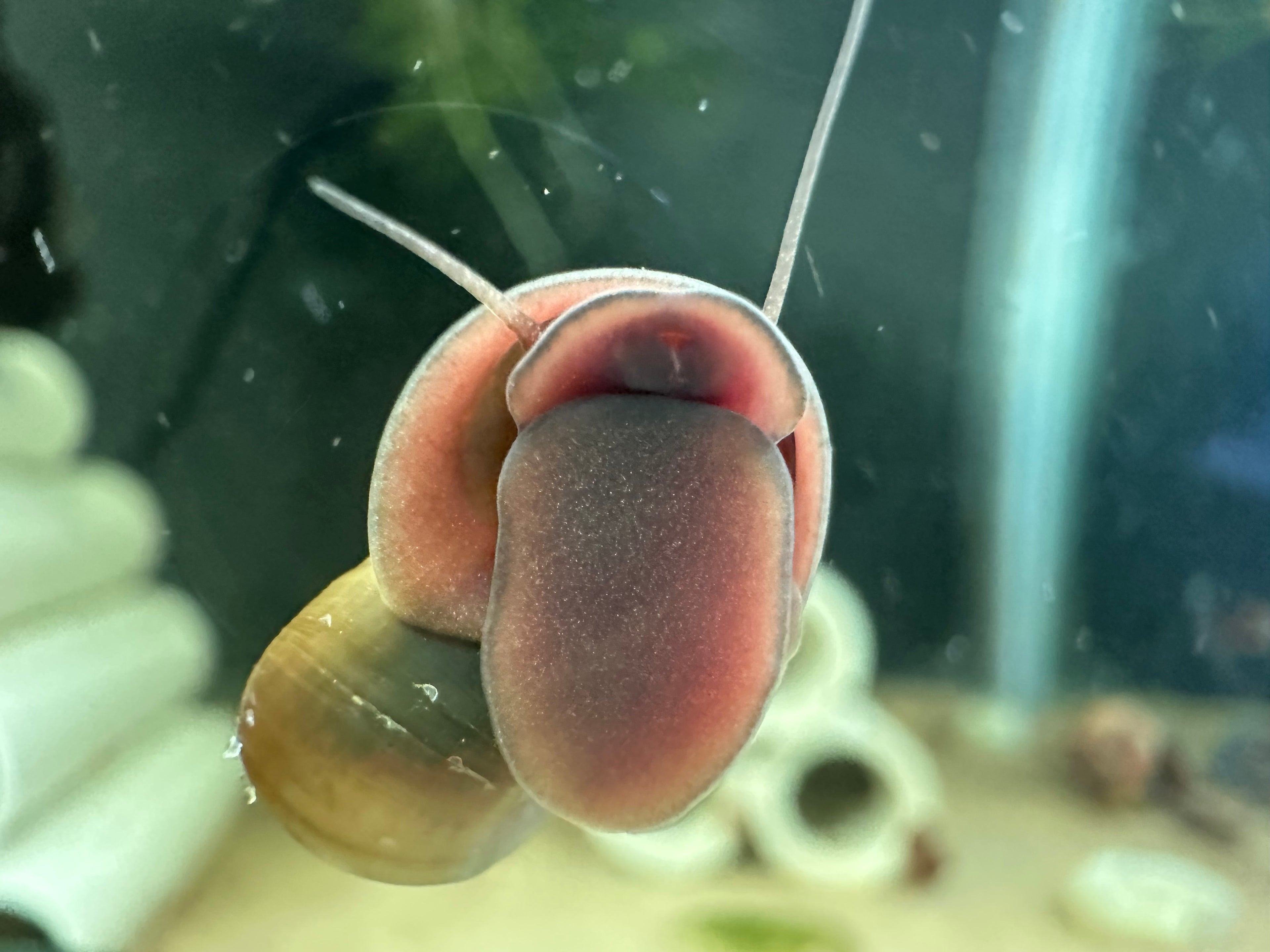 Close-up of live ramshorn snail on aquarium glass for Live Ramshorn Snails For Sale