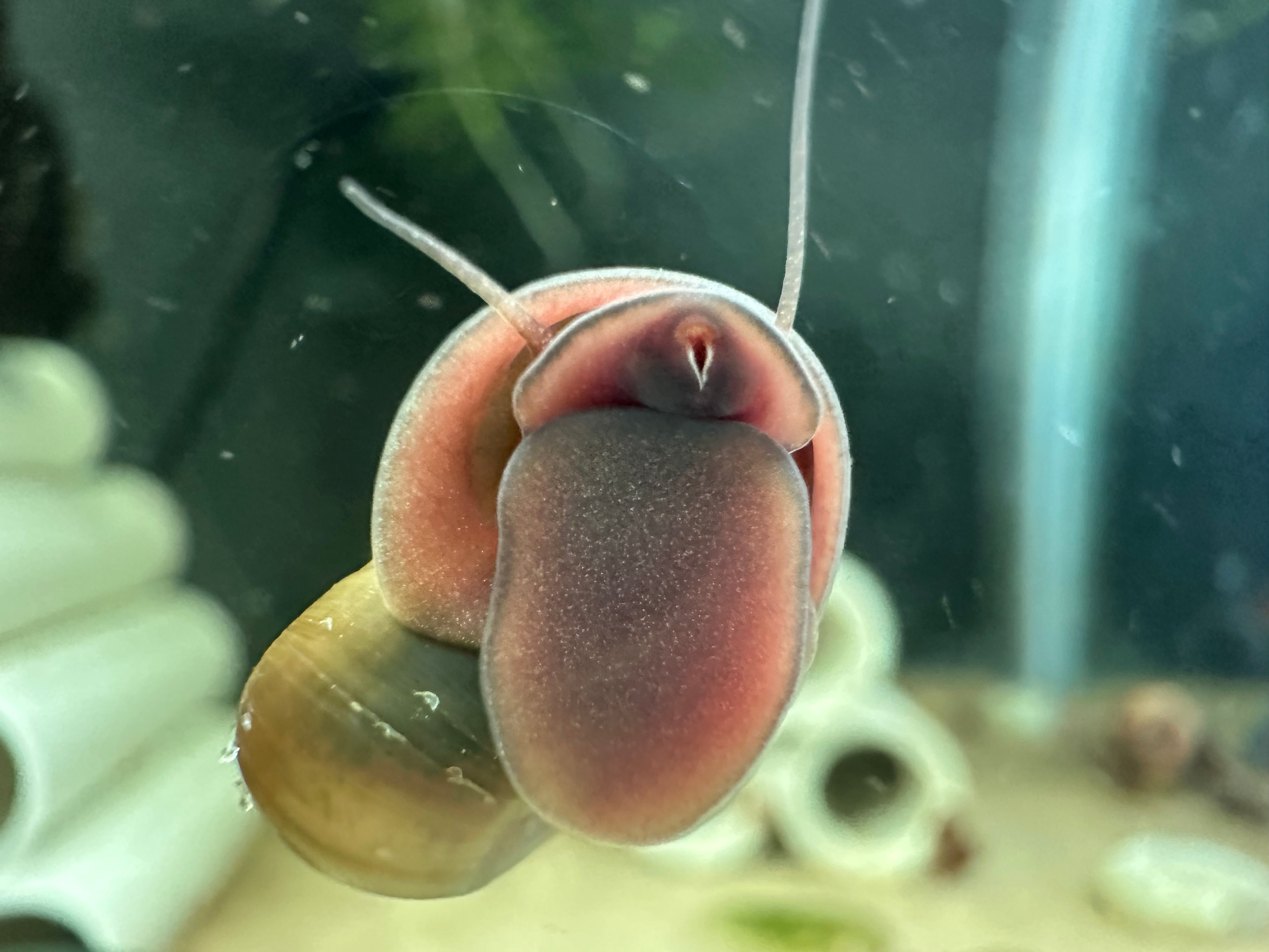 Close-up of a live ramshorn snail attached to glass in an aquarium with natural lighting Live Ramshorn Snails For Sale