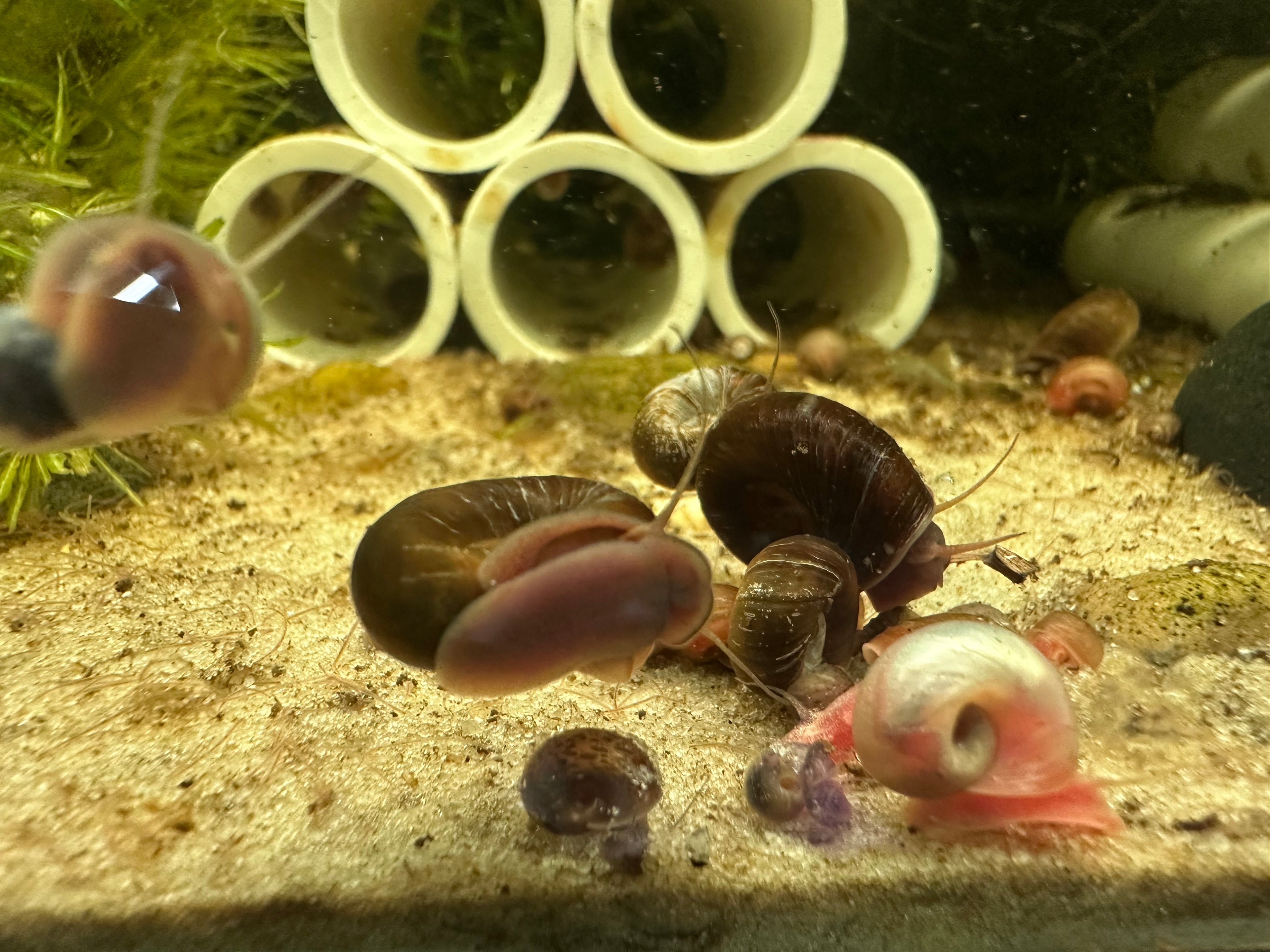 Live Ramshorn Snails For Sale in aquarium with sandy substrate and white PVC tubes in background