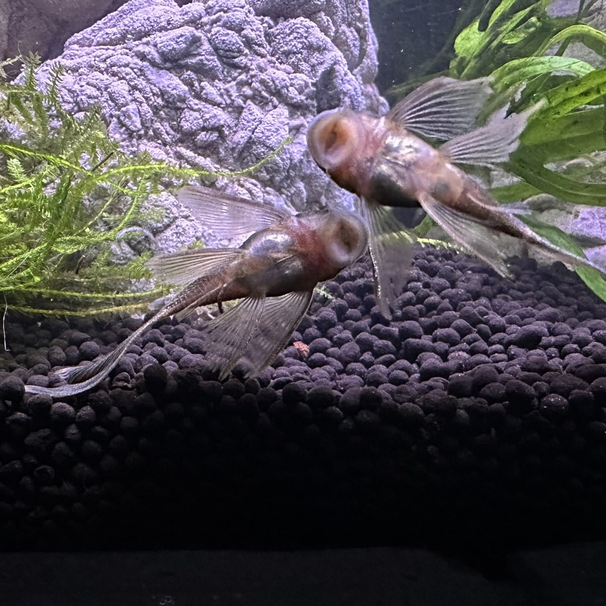 Two Long Fin Green Dragon Plecos swimming near aquatic plants and gravel in aquarium