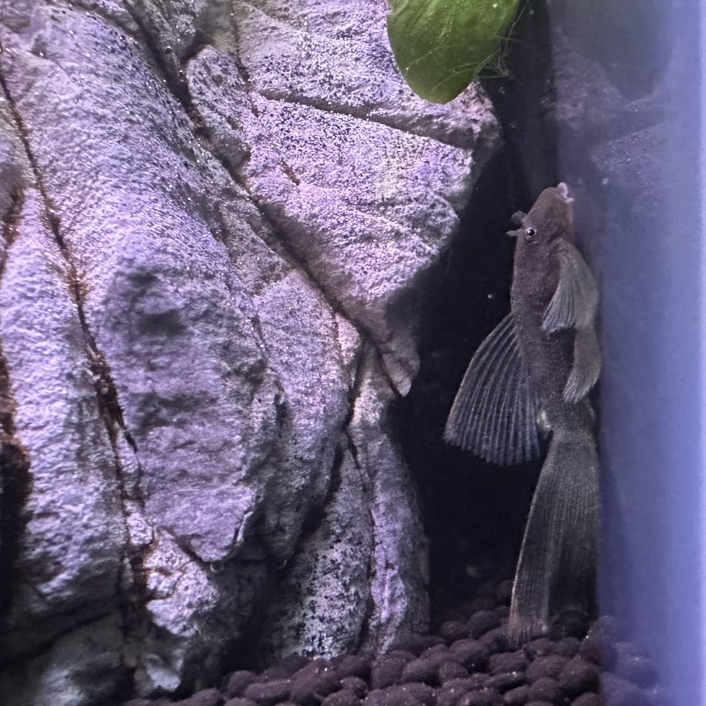 Long Fin Green Dragon Plecos swimming near textured aquarium rocks with a leaf in background