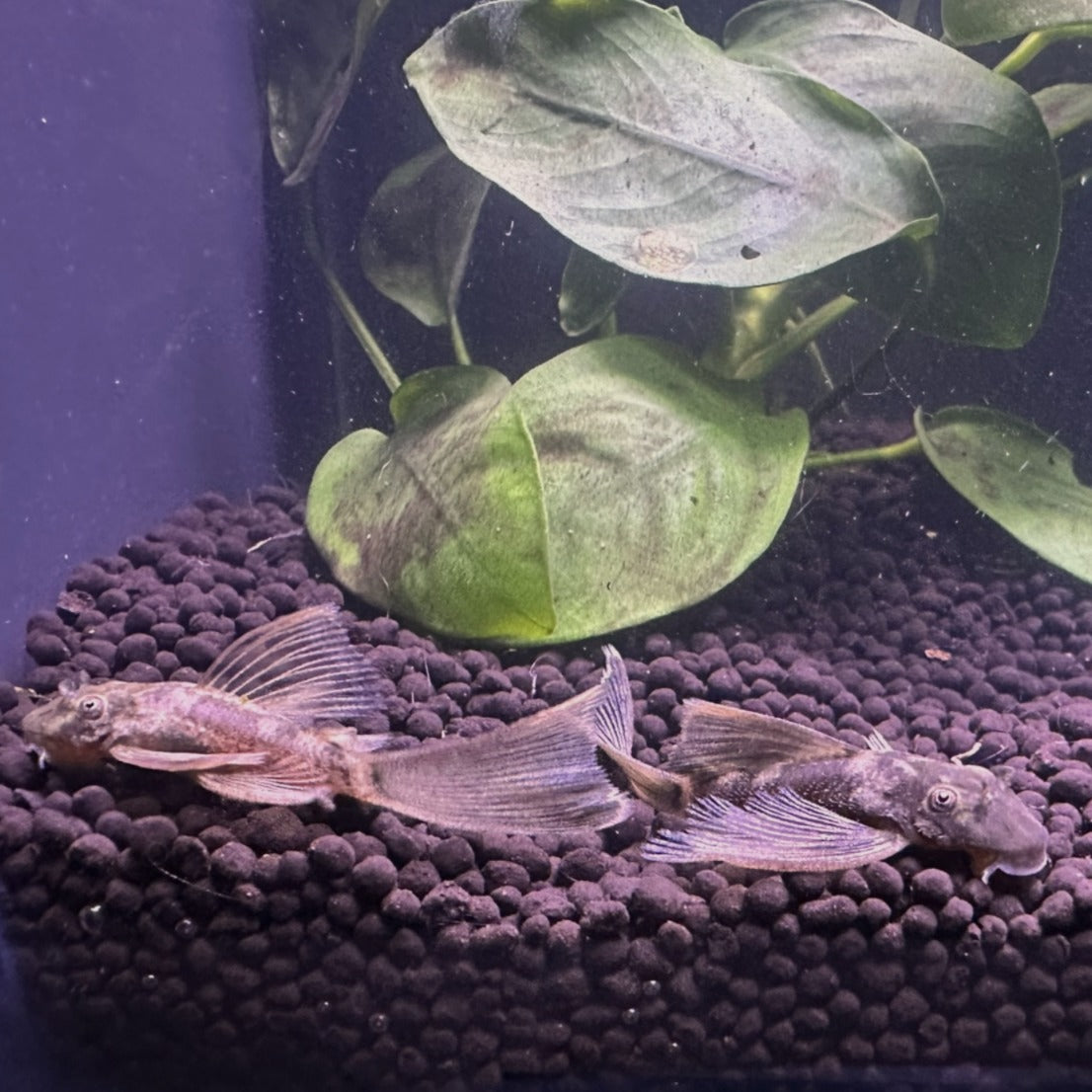 Long Fin Green Dragon Plecos resting on dark gravel substrate with green aquatic plant in background