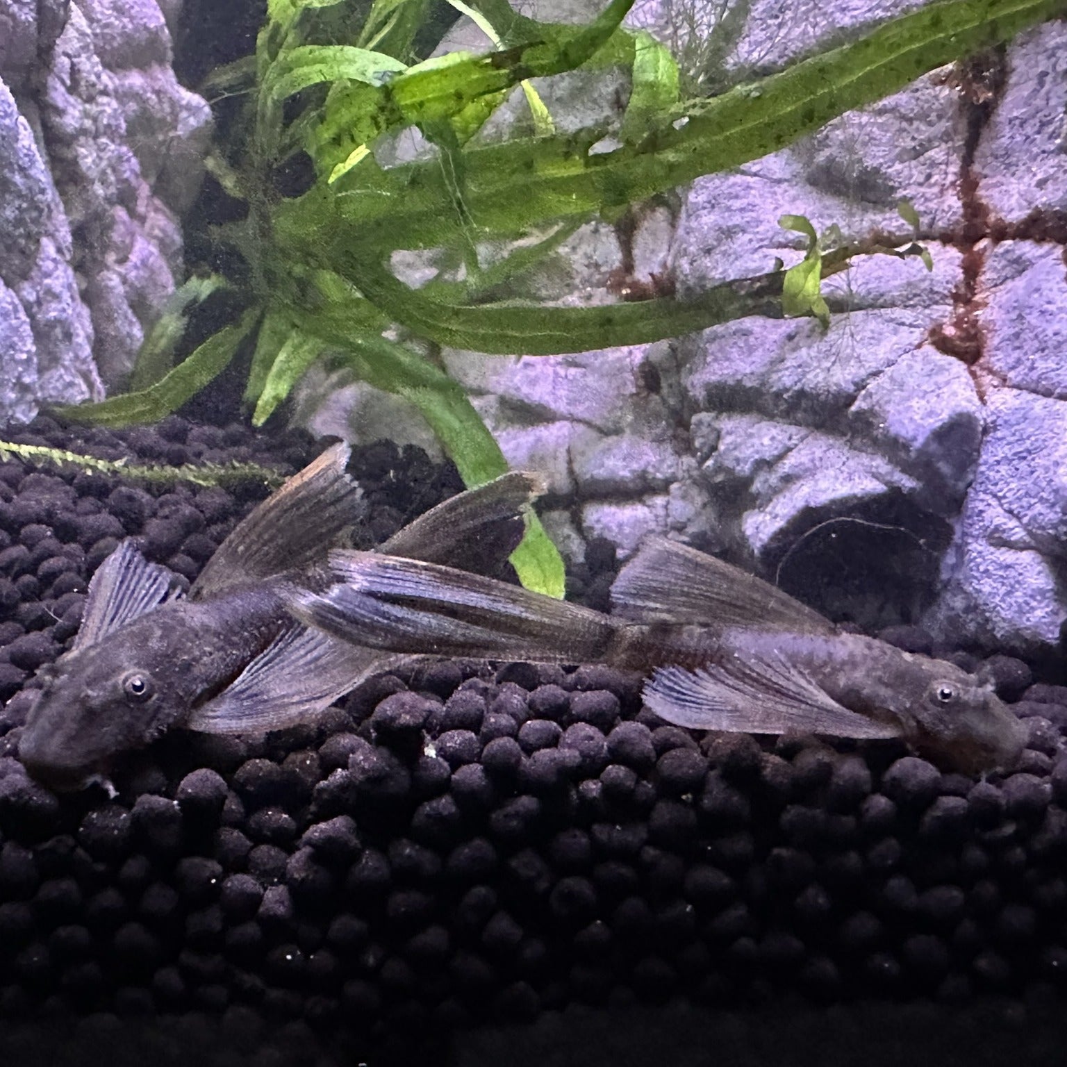 Two Long Fin Green Dragon Plecos resting on black gravel with green aquatic plants in aquarium