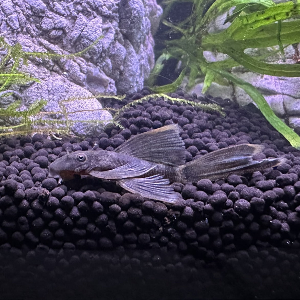 Long Fin Green Dragon Plecos resting on dark aquarium substrate with green plants and rocky background