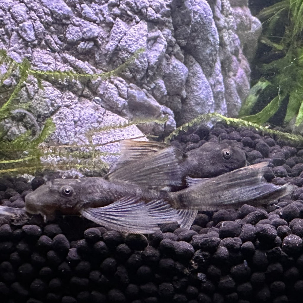 Two Long Fin Green Dragon Plecos resting on black gravel in a planted aquarium