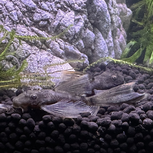 Two Long Fin Green Dragon Plecos resting on black gravel in a planted aquarium