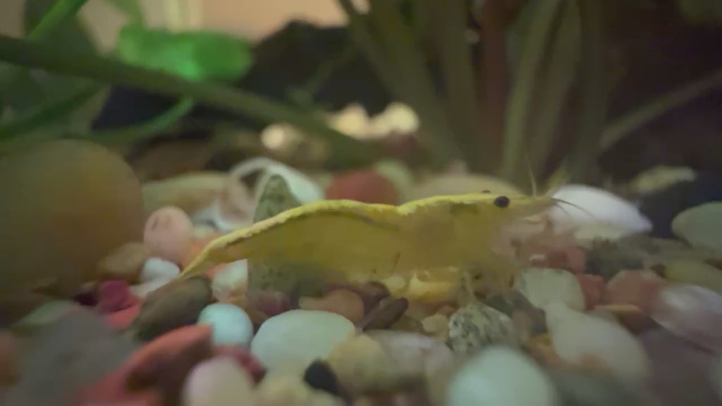 Yellow Shrimp Neocaridina