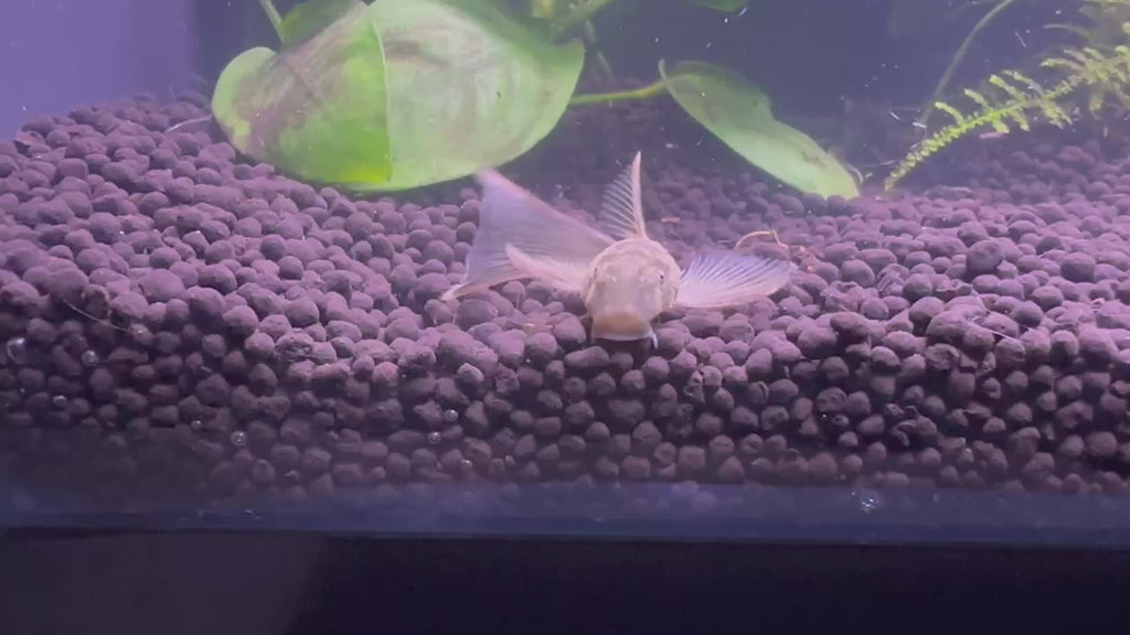 Video of a long fin green dragon pleco swimming in a planted aquarium