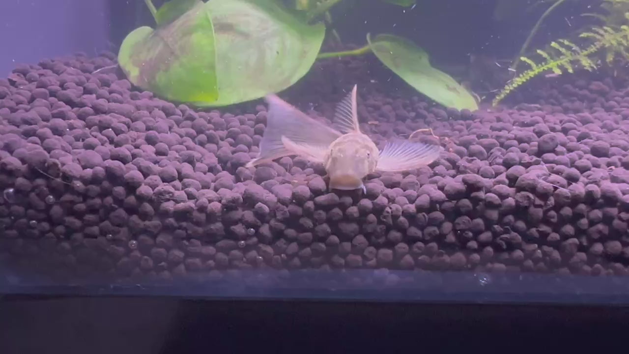Video of a long fin green dragon pleco swimming in a planted aquarium