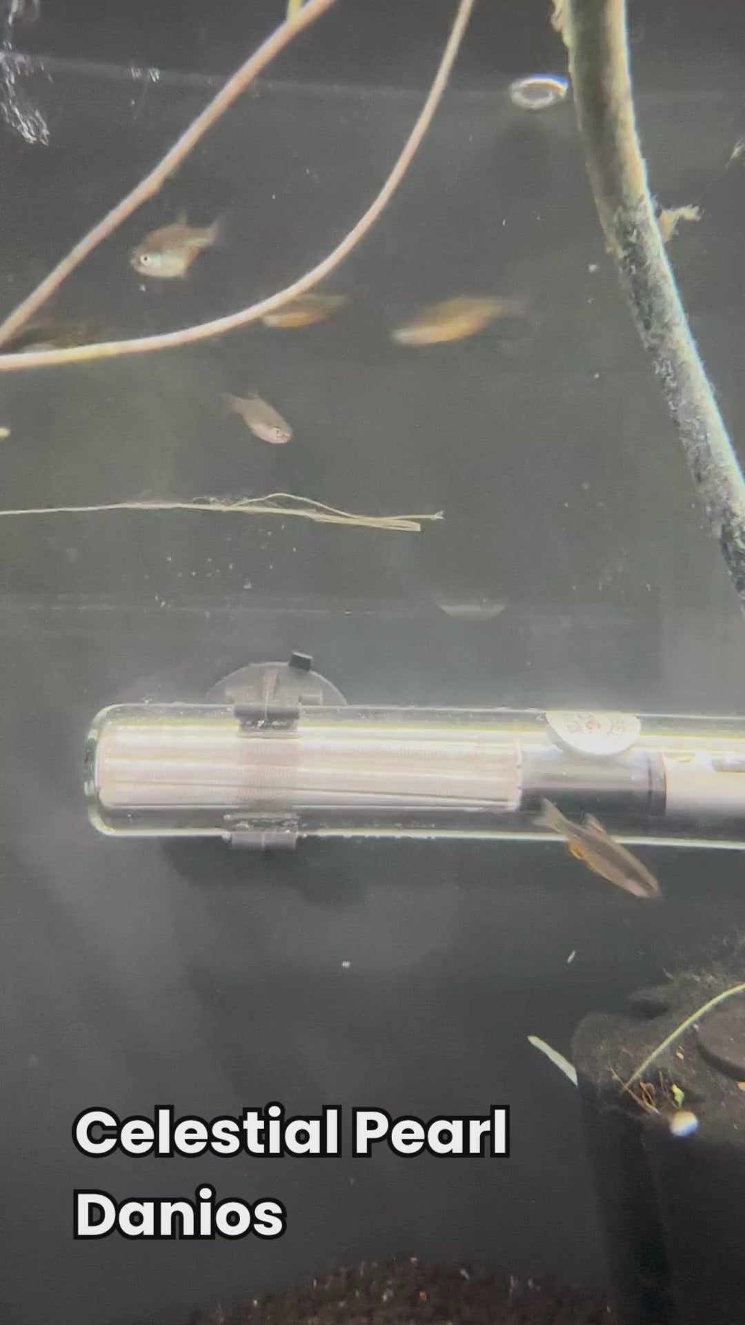 Celestial Pearl Danio (Galaxy Rasbora)