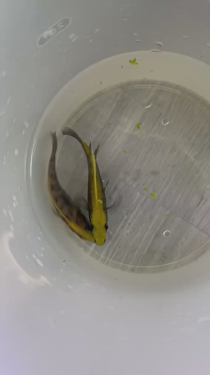 Two male sulferhead peacock cichlids swimming in a collection container