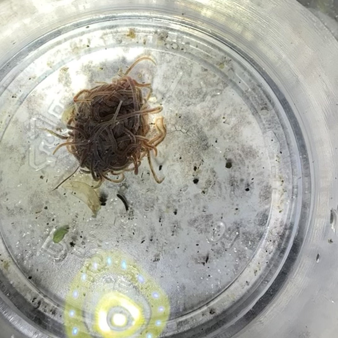 Live Black Worm Culture