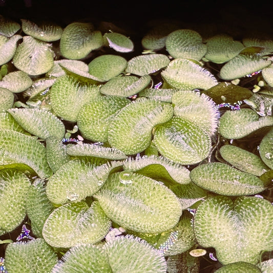 Close-up of green Salvinia Minima floating plant leaves with textured surfaces from Scallywag's Fish Bowl