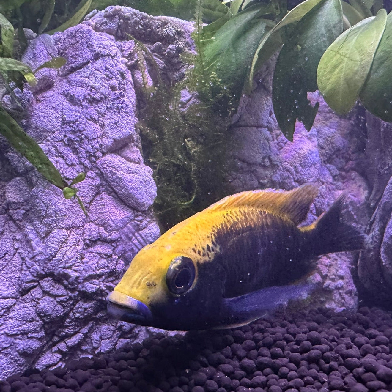 Sulfurhead Peacock Cichlids for sale showing vibrant yellow and blue coloration swimming near aquarium plants
