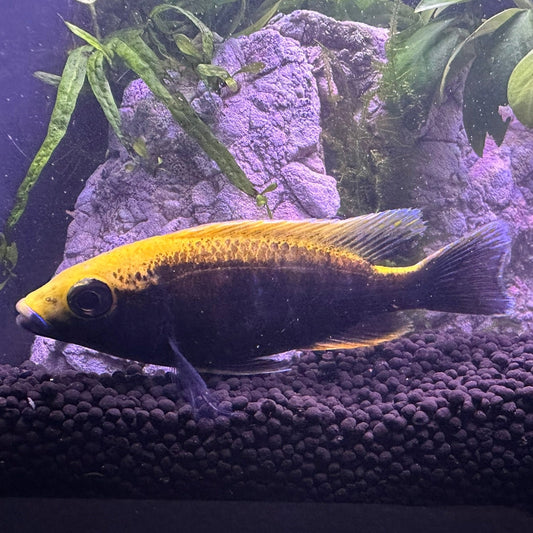 Sulfurhead Peacock Cichlids for sale vibrant yellow and blue fish in aquarium with plants and rocks