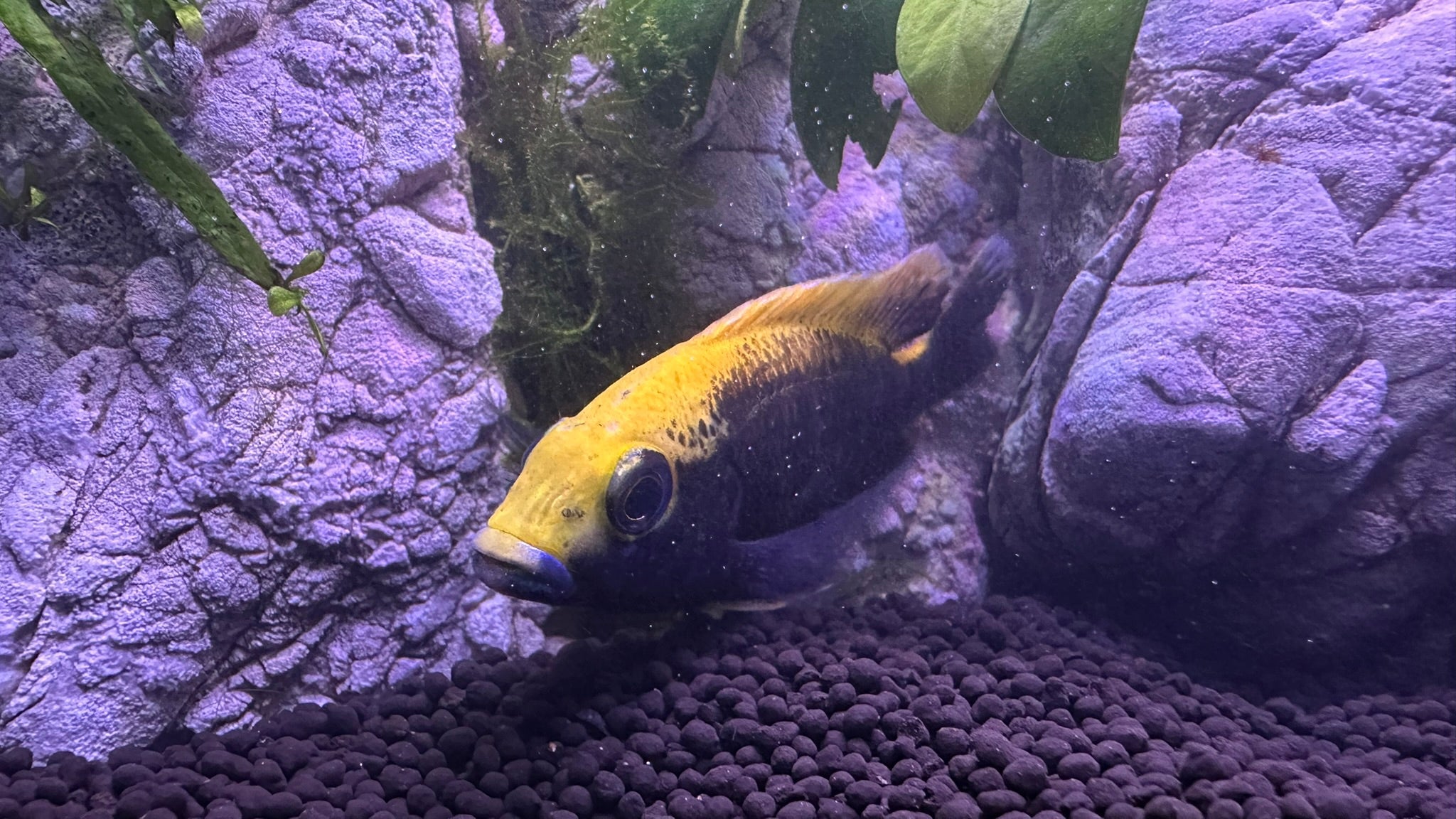 Sulfurhead Peacock Cichlids for sale swimming near rocks and gravel in aquarium by Scallywags Fish Bowl