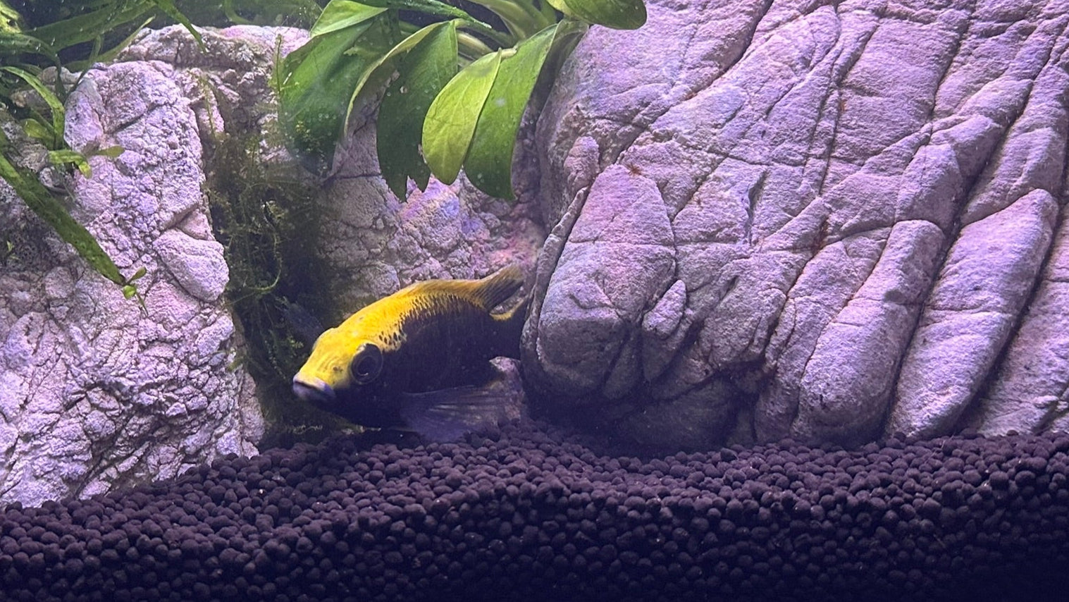 Sulfurhead Peacock Cichlids for sale swimming near rocks and plants in an aquarium from Scallywag's Fish Bowl