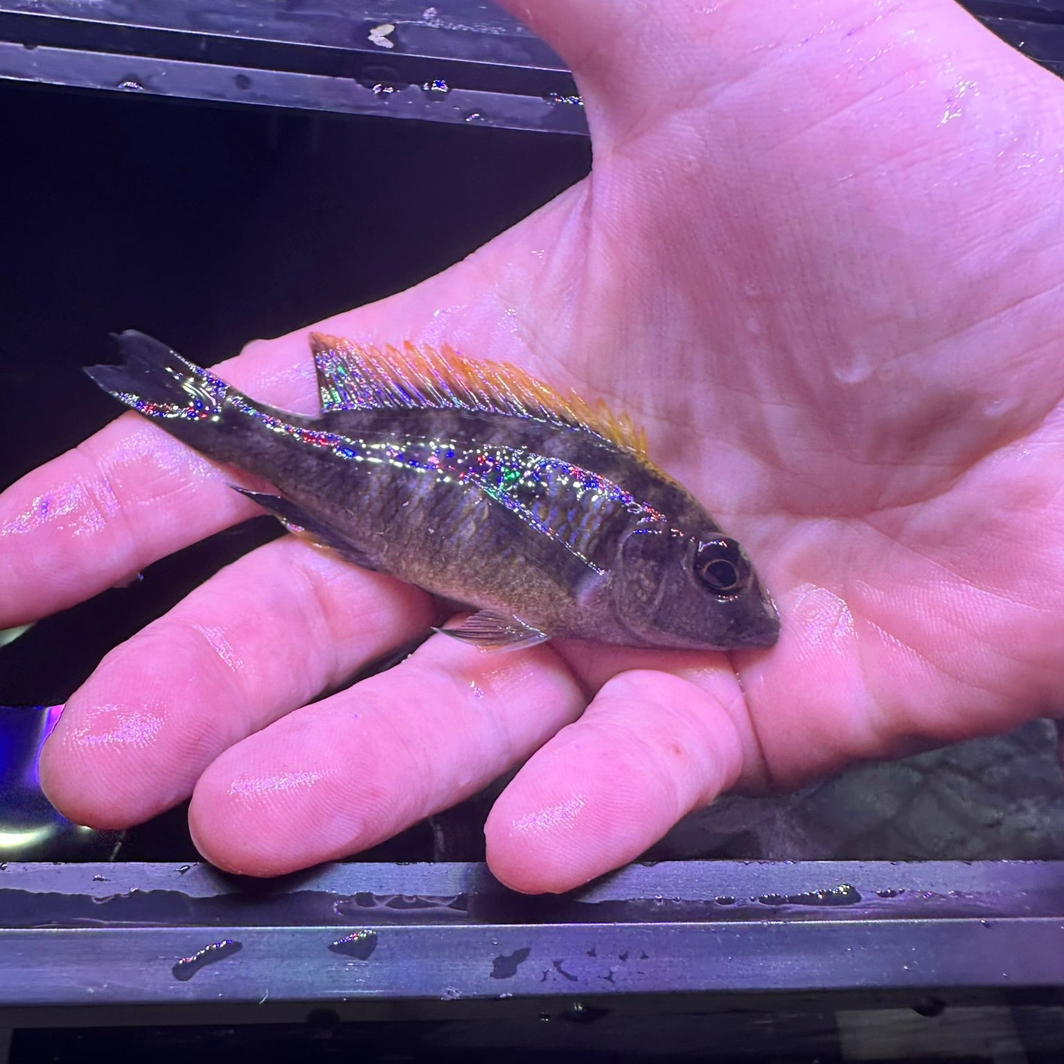 Sulfurhead Peacock Cichlids for sale held in hand showing vibrant colors and detailed fins from Scallywag's Fish Bowl