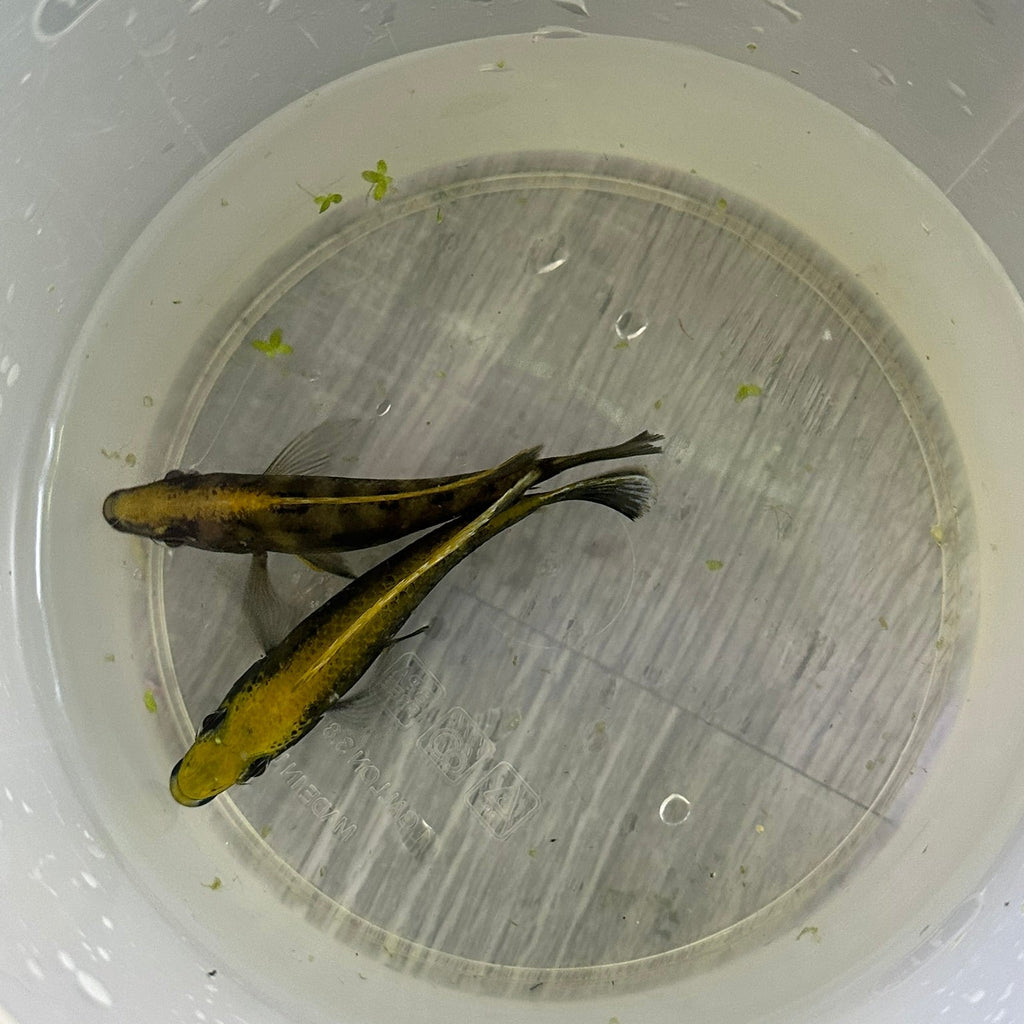 Two Sulfurhead Peacock Cichlids for sale swimming in a clear container from Scallywags Fish Bowl