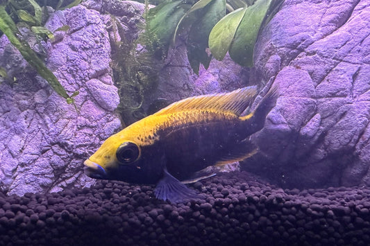 Sulfurhead Peacock Cichlids for sale yellow and blue fish in aquarium with purple rocks