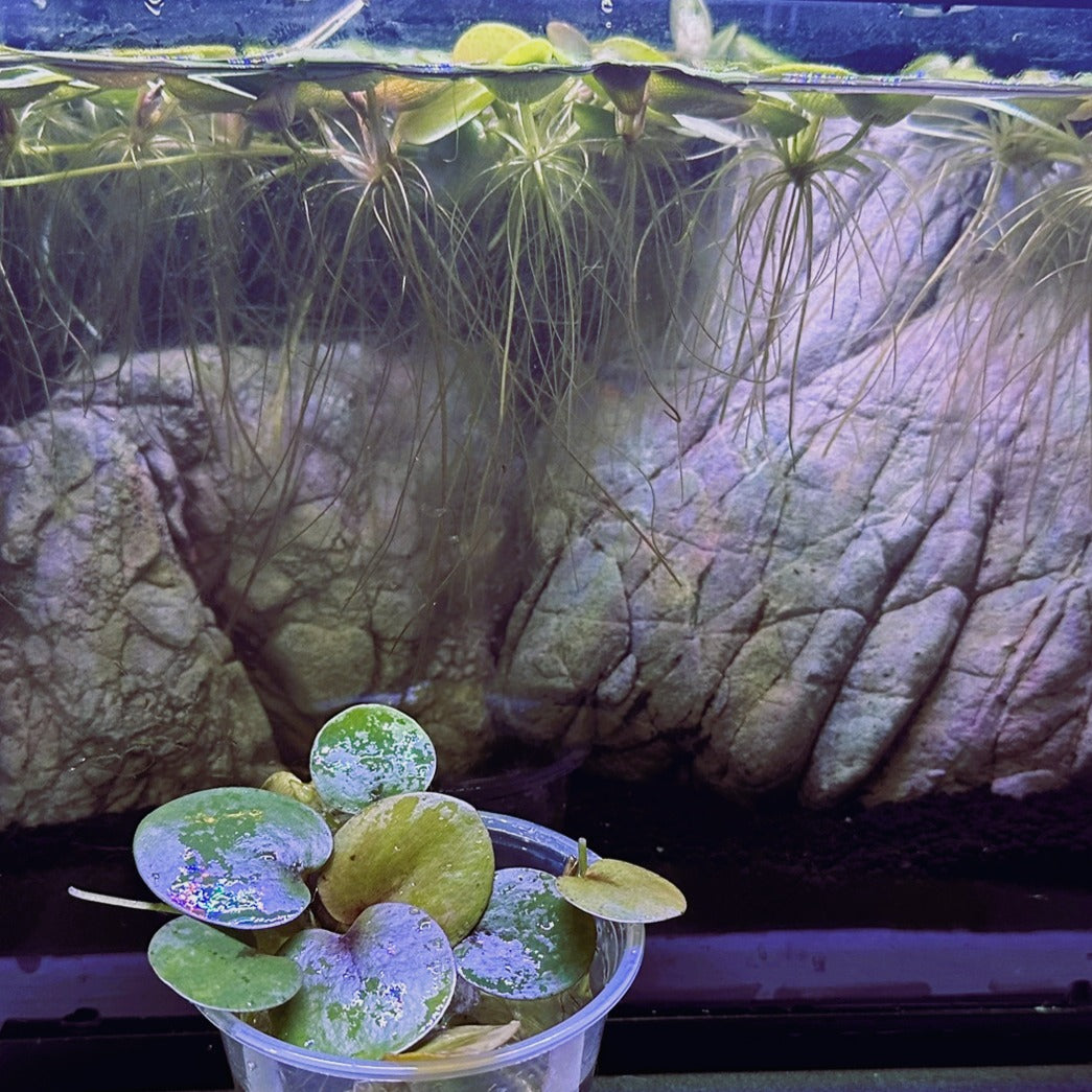 Scallywags Fish Bowl Amazon Frogbit floating plant with round leaves and long hanging roots in aquarium