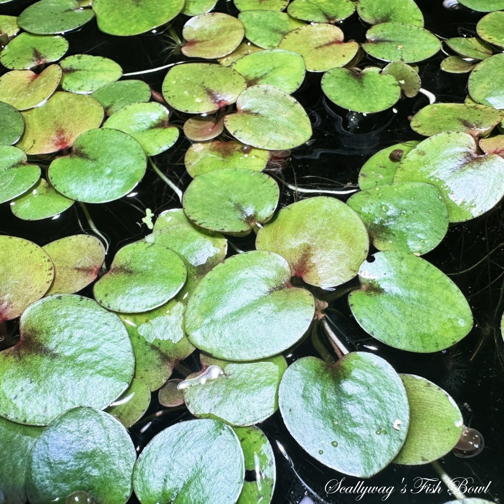 Green floating Amazon Frogbit plants covering water surface by Scallywags Fish Bowl