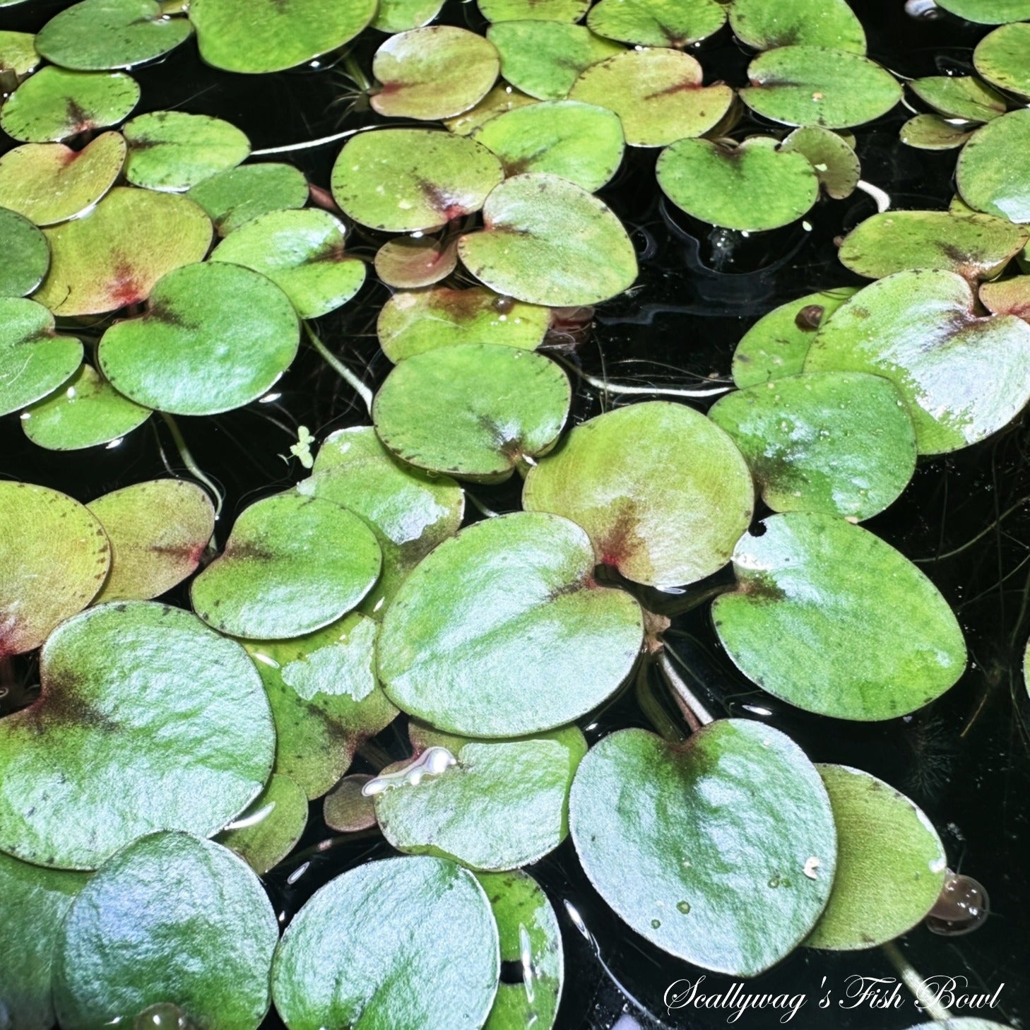 Green floating Amazon Frogbit plants covering water surface by Scallywags Fish Bowl