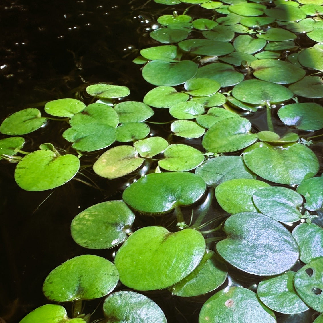 Scallywags Fish Bowl Amazon Frogbit floating plant with round green leaves on water surface