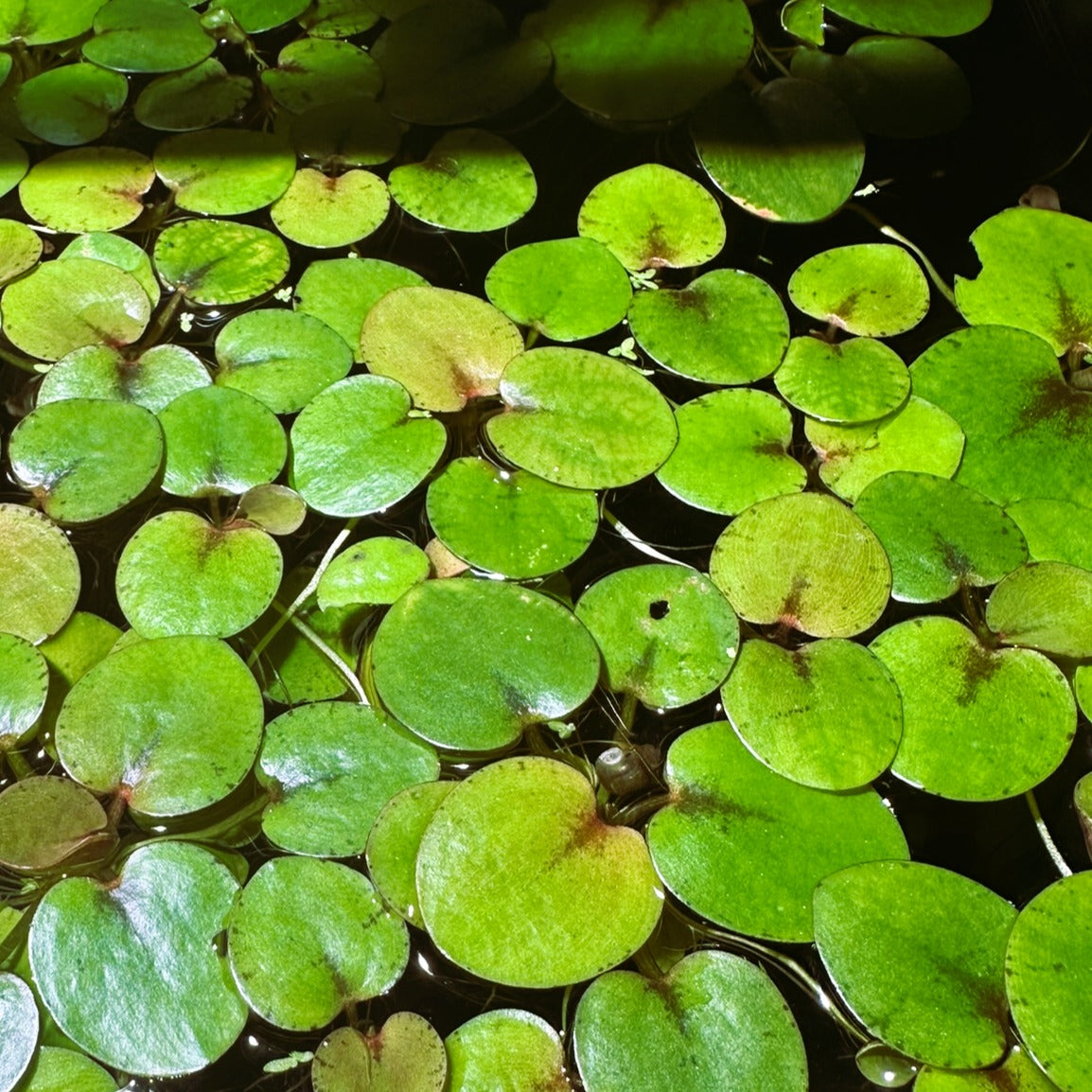 Scallywag's Fish Bowl Amazon Frogbit floating plant with vibrant green round leaves on water surface