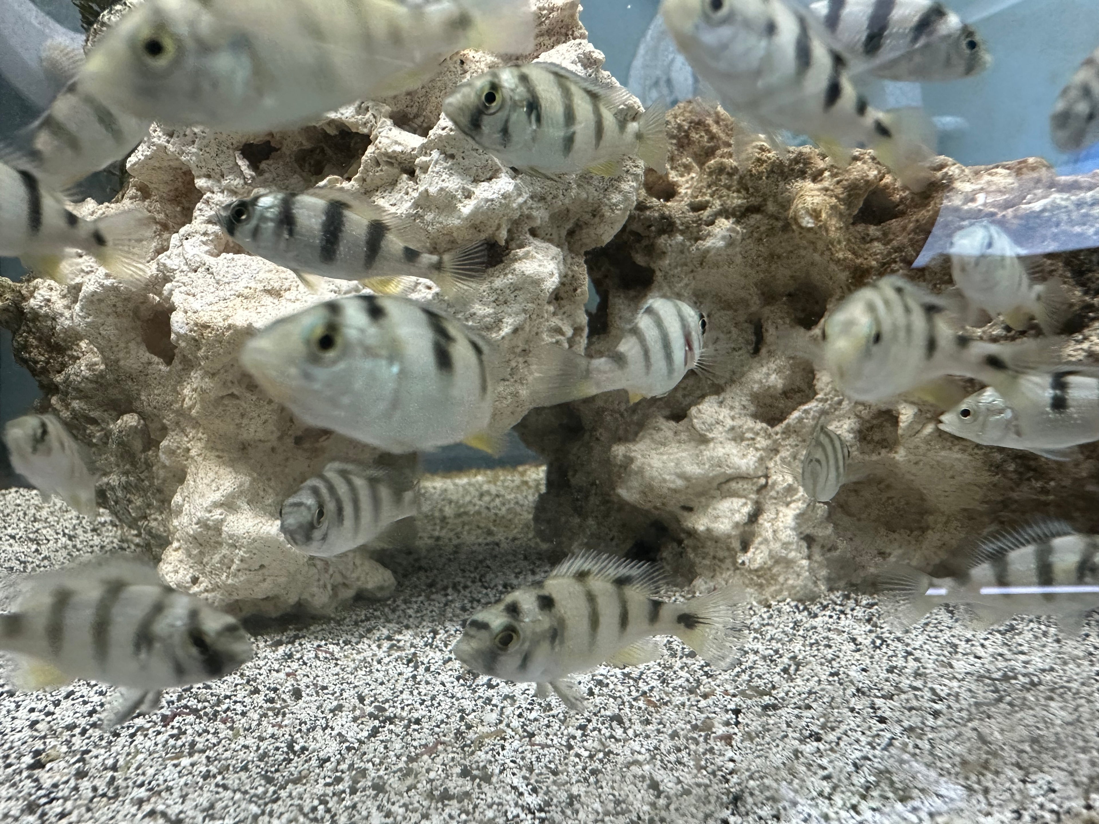 Zebra Obliquedens Cichlids for Sale swimming around rocky aquarium habitat