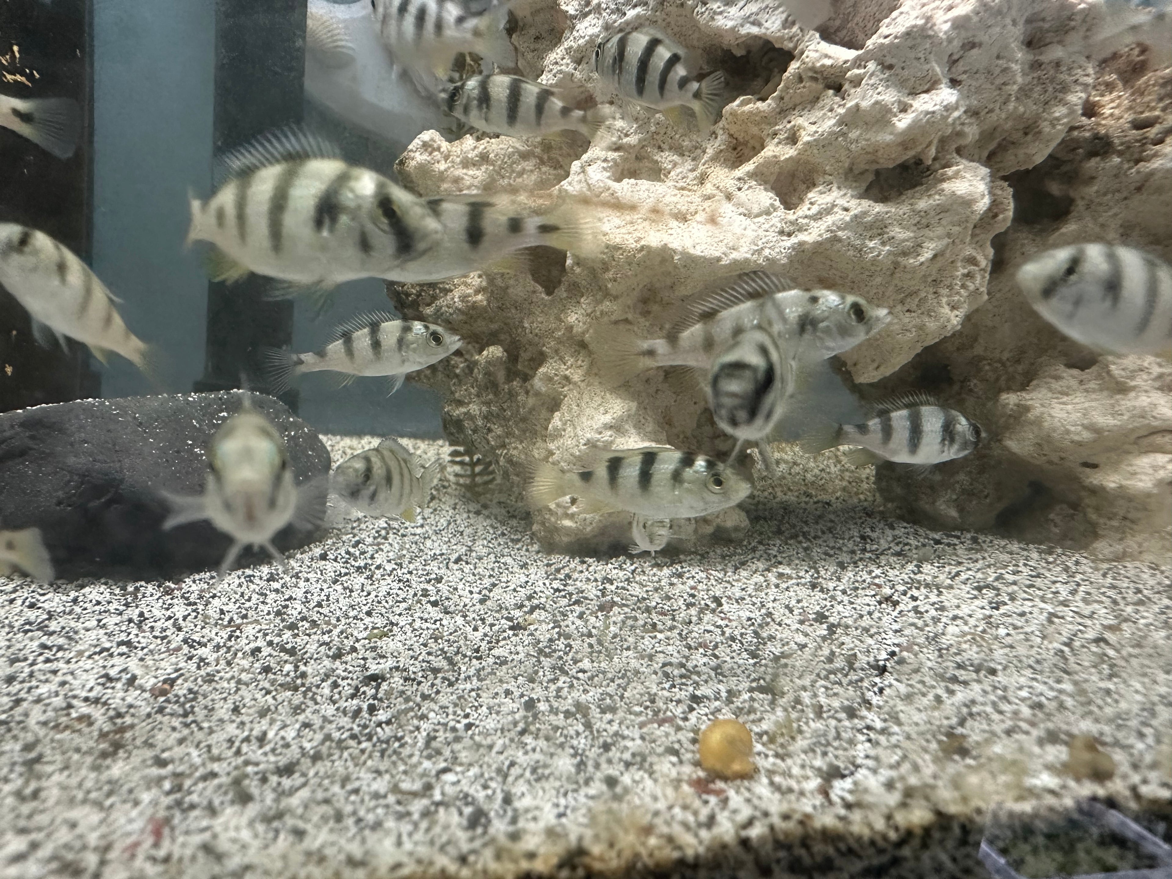 Zebra Obliquedens Cichlids for Sale swimming in a freshwater aquarium with gravel and rock decor