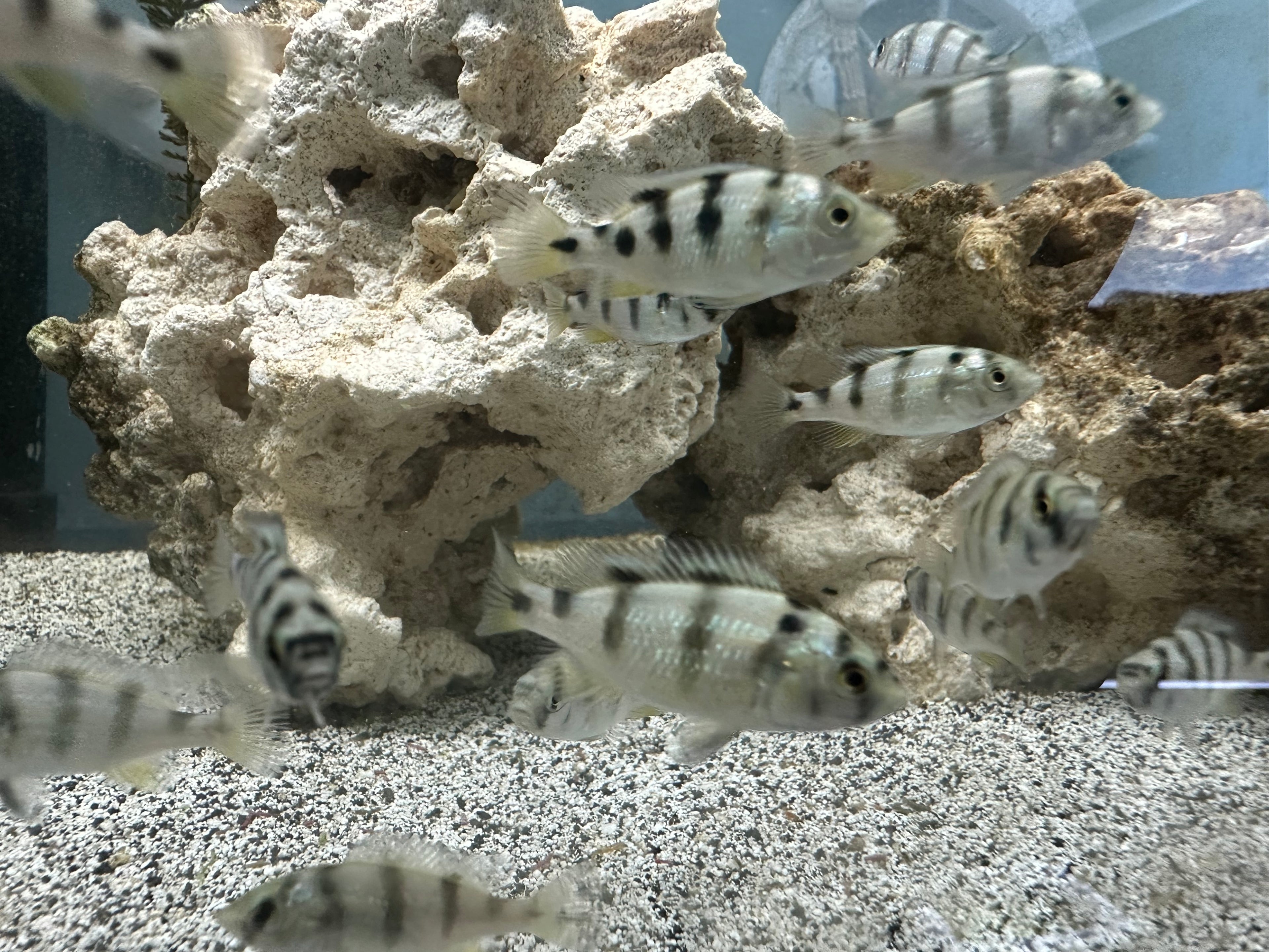 Zebra Obliquedens Cichlids for Sale swimming around rocky aquarium habitat at Scallywag's Fish Bowl
