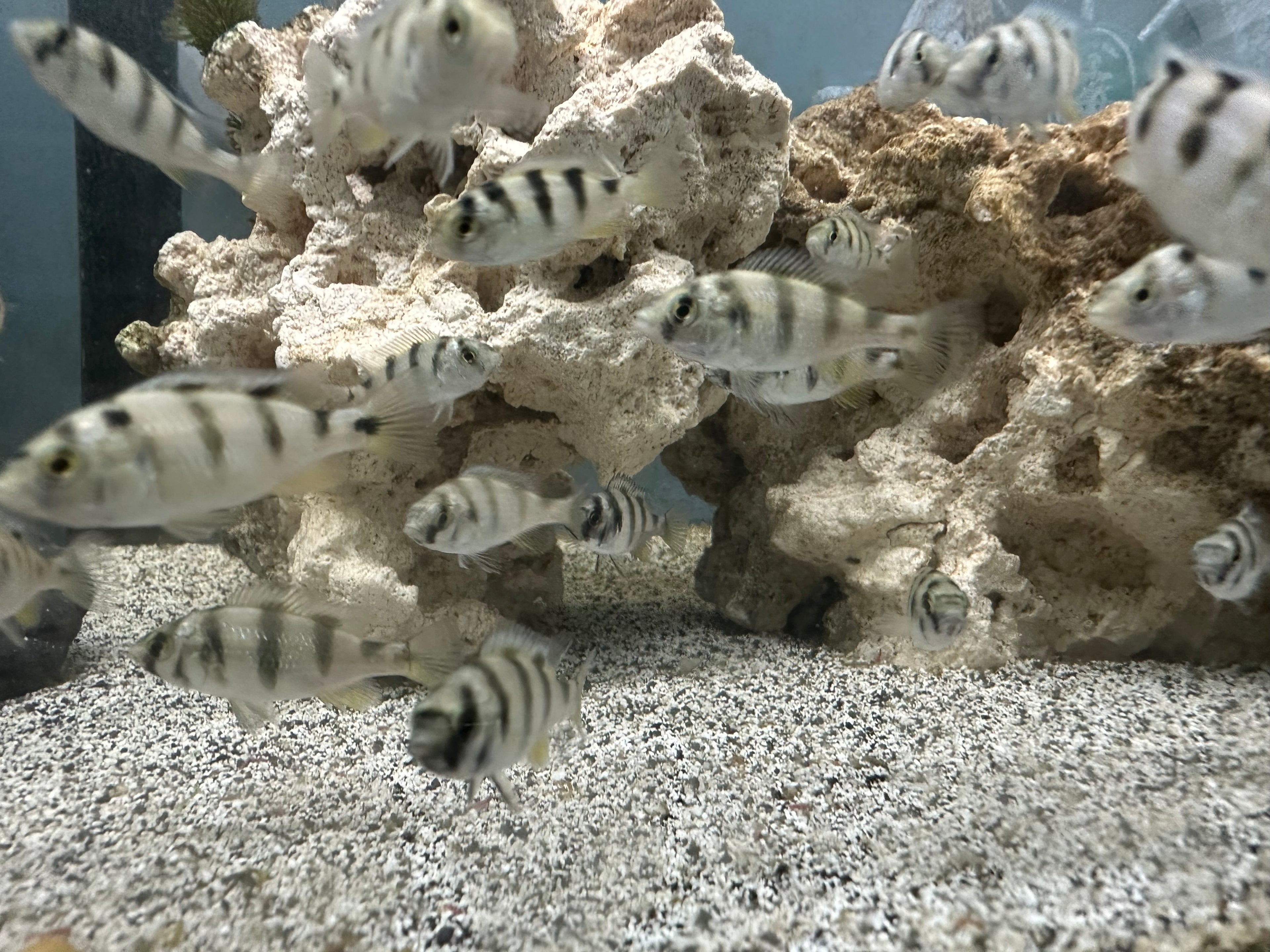 Zebra Obliquedens Cichlids for Sale swimming around rocky aquarium habitat at Scallywags Fish Bowl